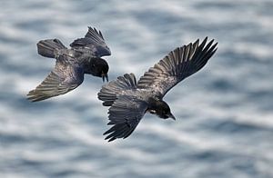 Twee Raven in vlucht van Beschermingswerk voor aan uw muur