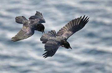 Two Common Ravens in flight by Beschermingswerk voor aan uw muur