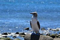 Blauwvoetgent, Galapagos