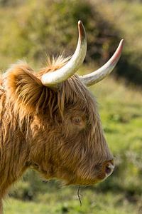 Ein Schtose-Highlander-Porträt