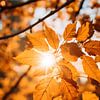 Herbstblätter im Sonnenlicht V3 von drdigitaldesign