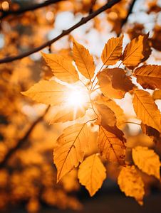 Herbstblätter im Sonnenlicht V3