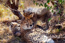 Worries for Mama by Peter Michel