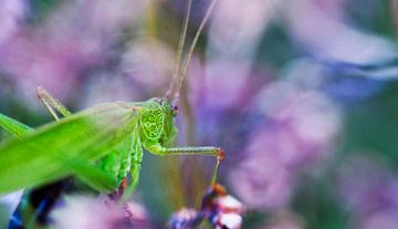 Grasshopper in spring by Mees Tempelaar