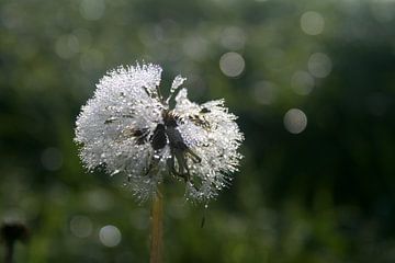 Paardebloem in de dauw