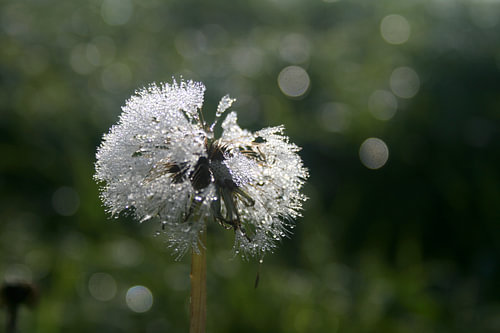 Paardebloem in de dauw