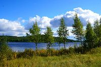 Young birch trees at a lake in Sweden
