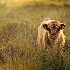 Scottish highlander calf in the beautiful light of the setting sun by KB Design & Photography (Karen Brouwer)