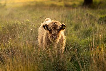 Schottisches Highlander-Kalb im schönen Licht der untergehenden Sonne