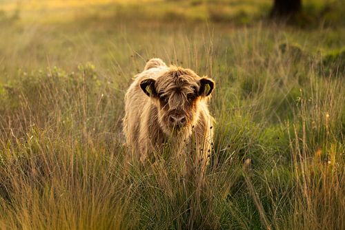 Scottish highlander calf in the beautiful light of the setting sun