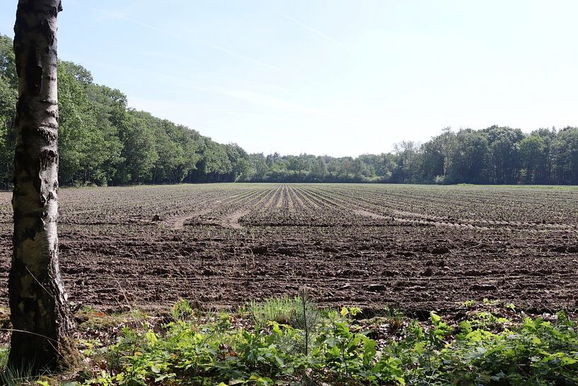 Field of budding corn plants by Monica de Roo-Peeters