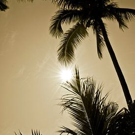 Palmboom indian summer | tropisch Thailand boho bali style | natuur reizen wanderlust van Doris van Meggelen