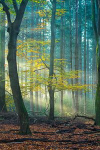 Herfst in het speulderbos
