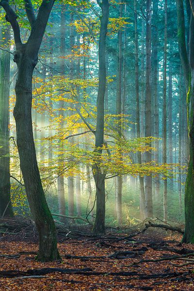 Herfst in het speulderbos van Eelke Brandsma