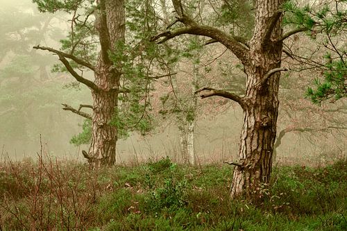 Herfst naaldbos in de mist