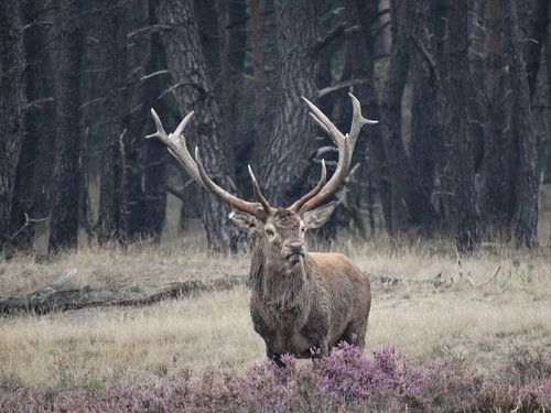 Hert in bronsttijd von El'amour Fotografie