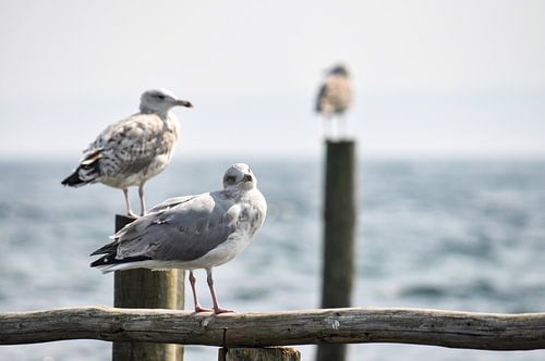 2 meeuwen op kribben in Vitt