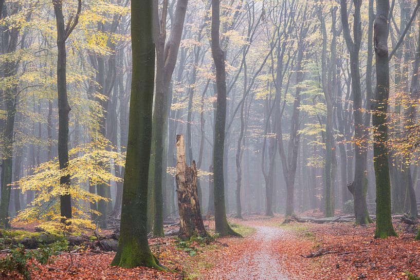 Herbstregen im Speulderbos von Cor de Hamer