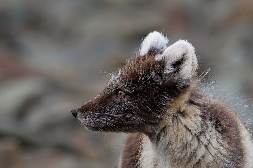 Polarfuchs im mystischen Gebirge von AylwynPhoto