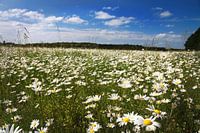 Daisies