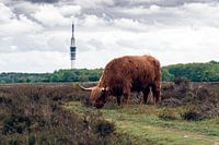 Scottish Highlander
