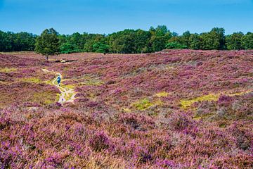 Bloeiende heide Gasterse Duinen in Drenthe. van Marcel Jurian de Jong