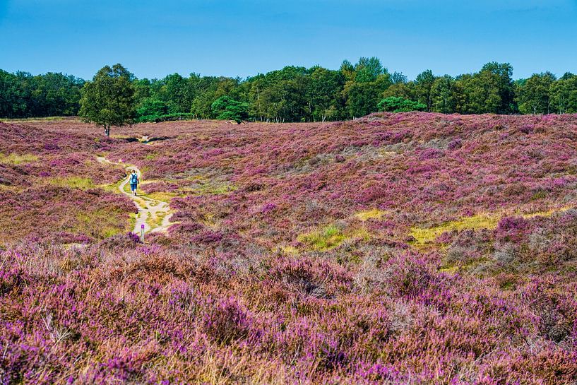 Bruyère fleurie Gasterse Duinen à Drenthe. par Marcel Jurian de Jong