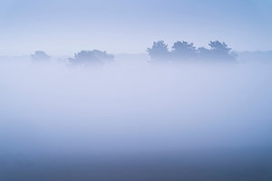 Dichte mist op de Veluwe