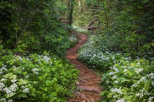 Sentier de randonnée de la forêt de Daslook
