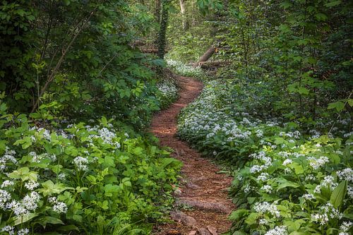 Daslook Bos Wandelpad
