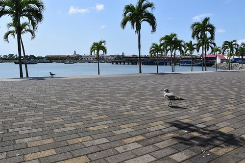 Uitzicht op de promenade van Cinta Costera en de stad