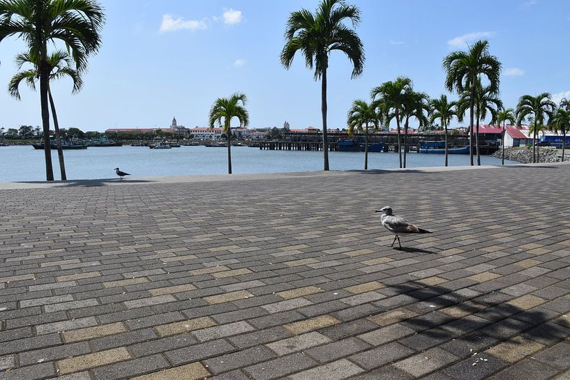 View of Cinta Costera promenade and the city by Claude Laprise