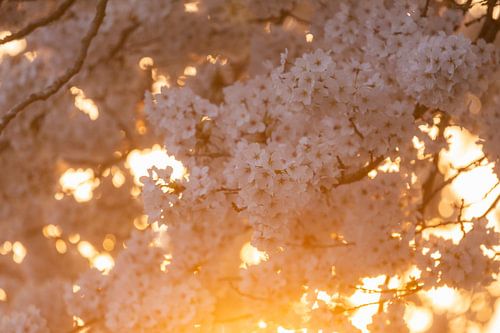 Kersenbloesem Zonsondergang