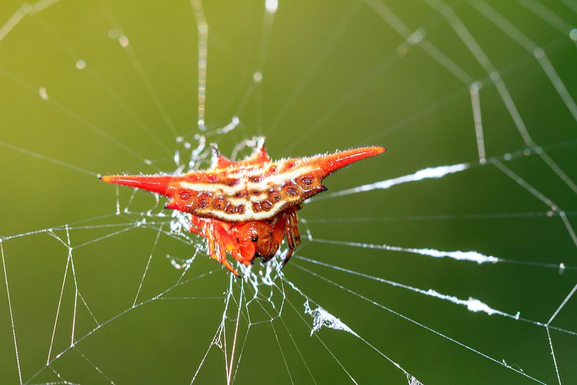 Gasteracantha versicolor van Dennis van de Water