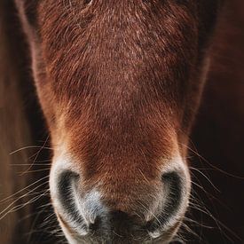 Paarden neus. Fine art fotografie. Moody stijl. Aardetinten van Quinten van Ooijen