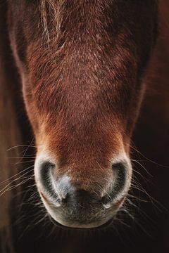 Paarden neus. Fine art fotografie. Moody stijl. Aardetinten