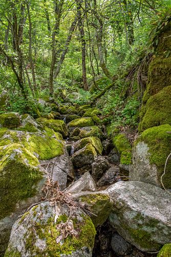 Alter Bachlauf in den südfranzösischen Cevennen