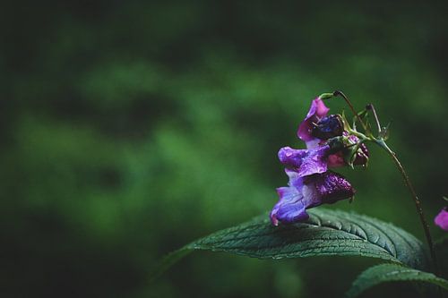 Violette Blume im Fokus