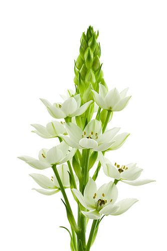 Vogelmelk  Ornithogalum