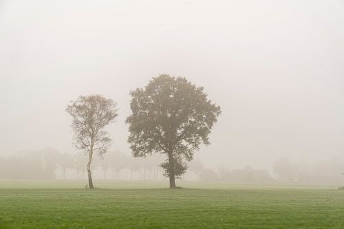 misty landscape