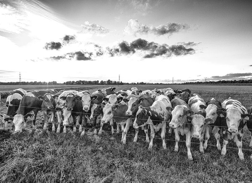 Helemaal niet nieuwsgierig hoor... par Saskia Jans