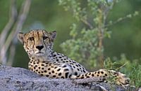Cheeta