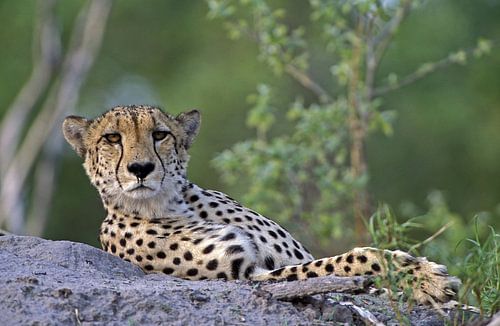 Cheeta in Botswana, Zuidelijk-Afrika
