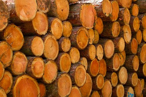 Pile de troncs d'arbres.