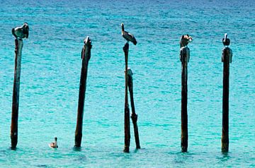 Oiseaux de mer Aruba sur Ellinor Creation