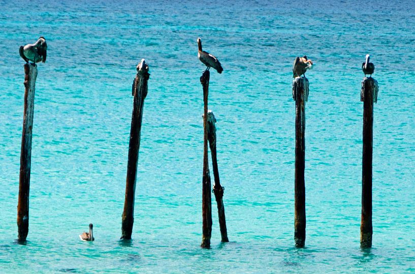 Seevögel Aruba von Ellinor Creation