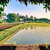 Sawah in vroeg ochtendlicht van Eduard Lamping