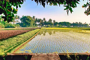 Sawah in vroeg ochtendlicht