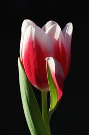 Eleganz von LHJB Photography