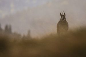 Chamois